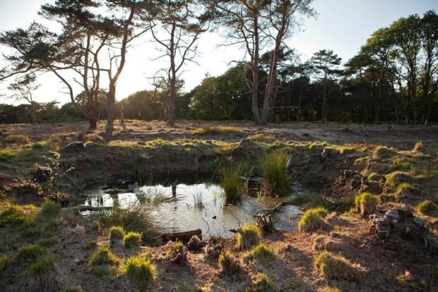 Nieuw - Luxe Blokhut Chalet In Bosrijke Omgeving Анло Екстер'єр фото